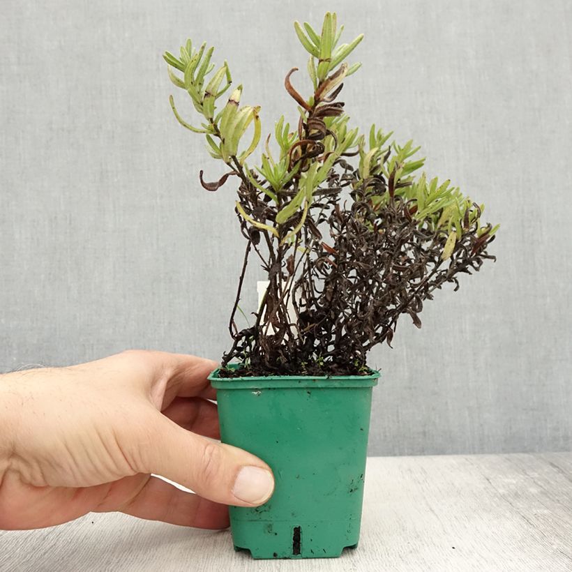 Example of Steinsame Heavenly Blue - Lithodora diffusa Kleine Töpfe von 8/9 cm as you get in automne