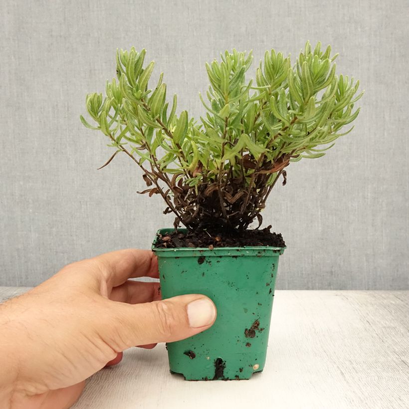 Exemplar von Steinsame Heavenly Blue - Lithodora diffusa Kleine Töpfe von 8/9 cm wie im Sommer geliefert