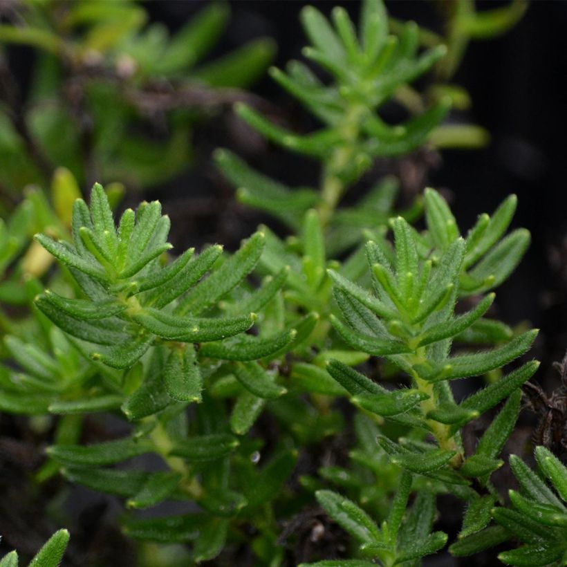 Steinsame Heavenly Blue - Lithodora diffusa (Foliage)