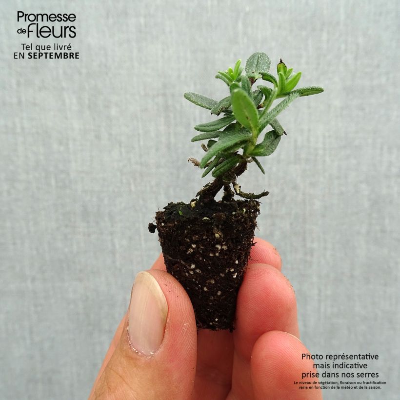 Example of Steinsame Heavenly Blue - Lithodora diffusa Mini-Plug Ø 3/4 cm as you get in automne