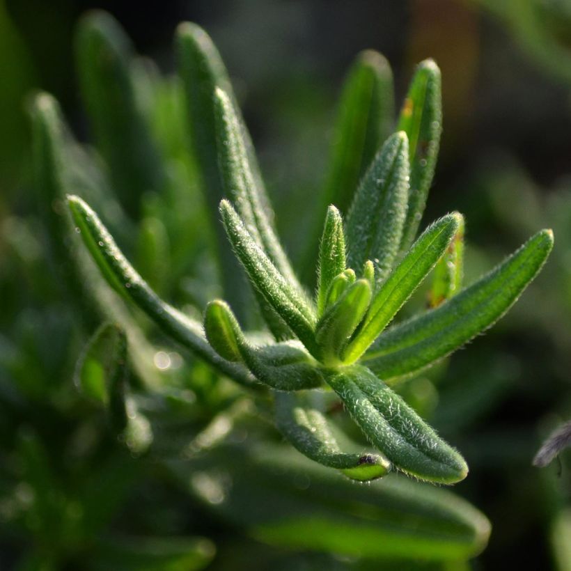 Steinsame Star - Lithodora diffusa (Foliage)