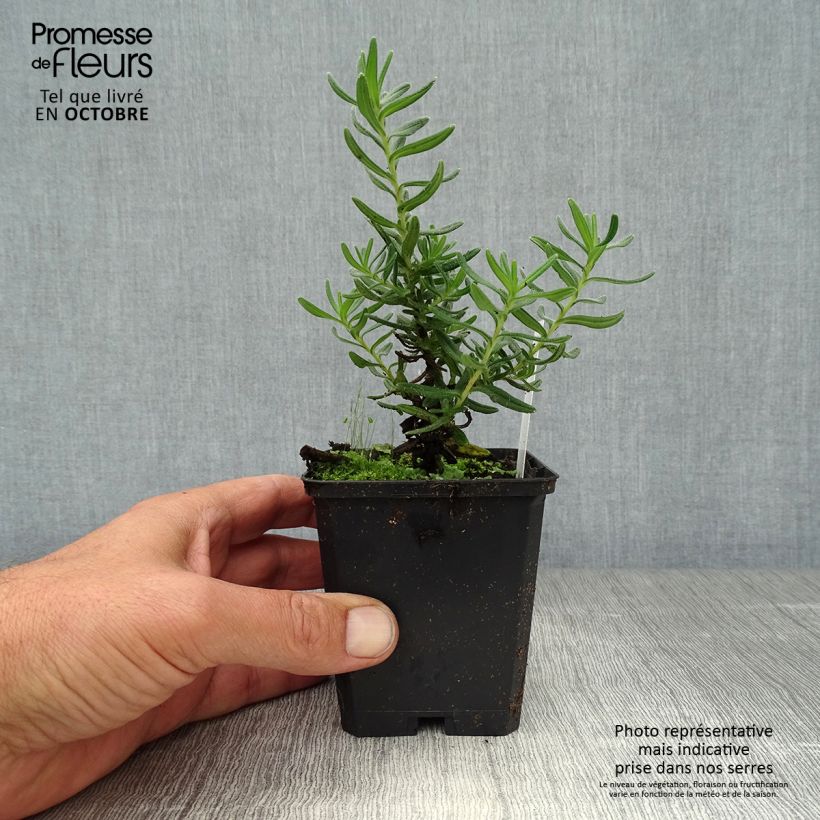 Example of Steinsame Star - Lithodora diffusa Kleine Töpfe von 8/9 cm as you get in automne