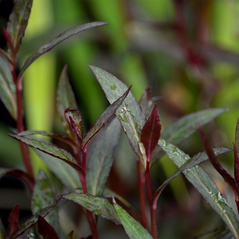 Stauden-Lobelie Queen Victoria - Lobelia fulgens (Foliage)