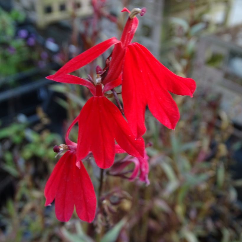 Stauden-Lobelie Queen Victoria - Lobelia fulgens (Flowering)