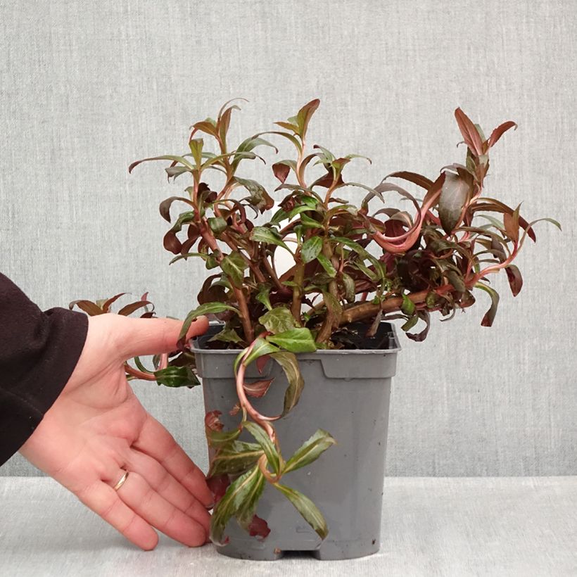 Exemplar von Stauden-Lobelie Queen Victoria - Lobelia fulgens Topf mit 2L/3L wie im Herbst geliefert