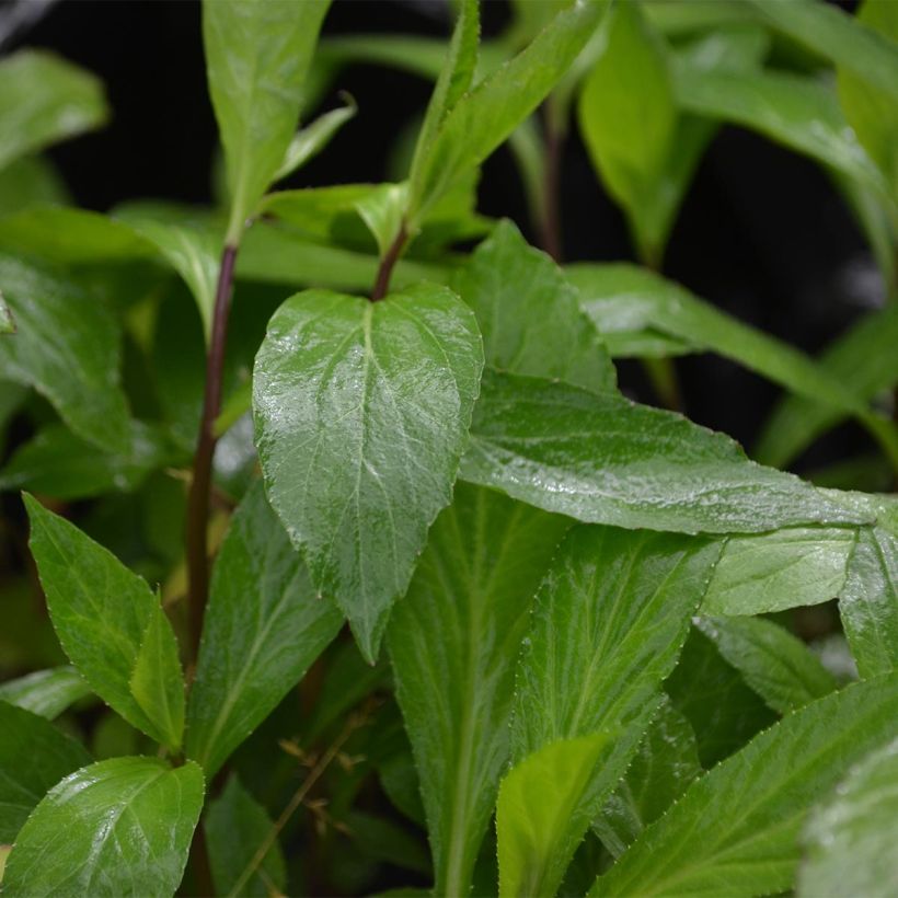 Lobelia gerardii Vedrariensis - Stauden-Lobelie (Foliage)