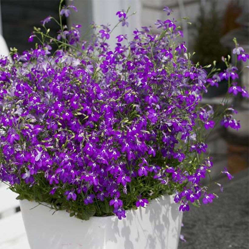 Lobelia erinus Purple Star - Lobelie (Plant habit)