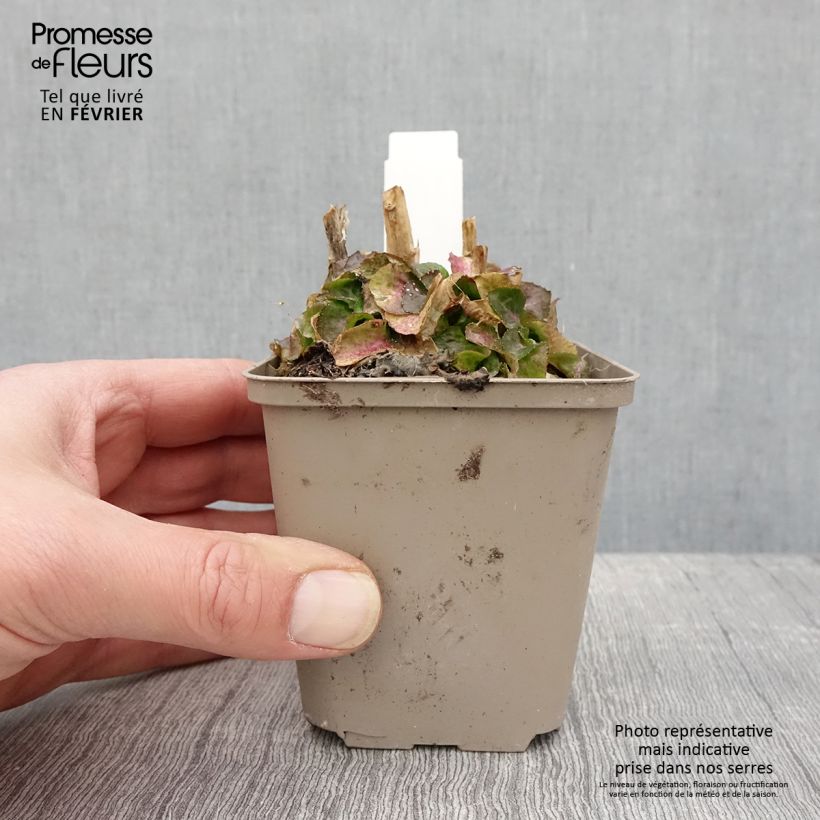 Exemplar von Prachtlobelie Monet Moment - Lobelia speciosa Kleine Töpfe von 8/9 cm wie im Winter geliefert