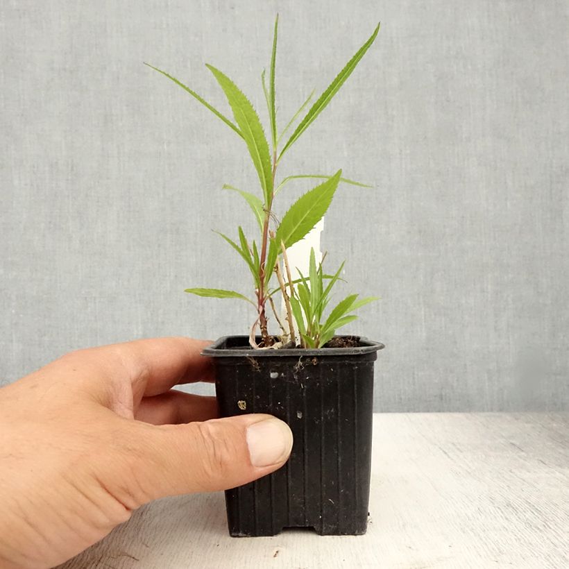 Exemplar von Lobelia laxiflora - Lobelie Kleine Töpfe von 8/9 cm wie im Sommer geliefert