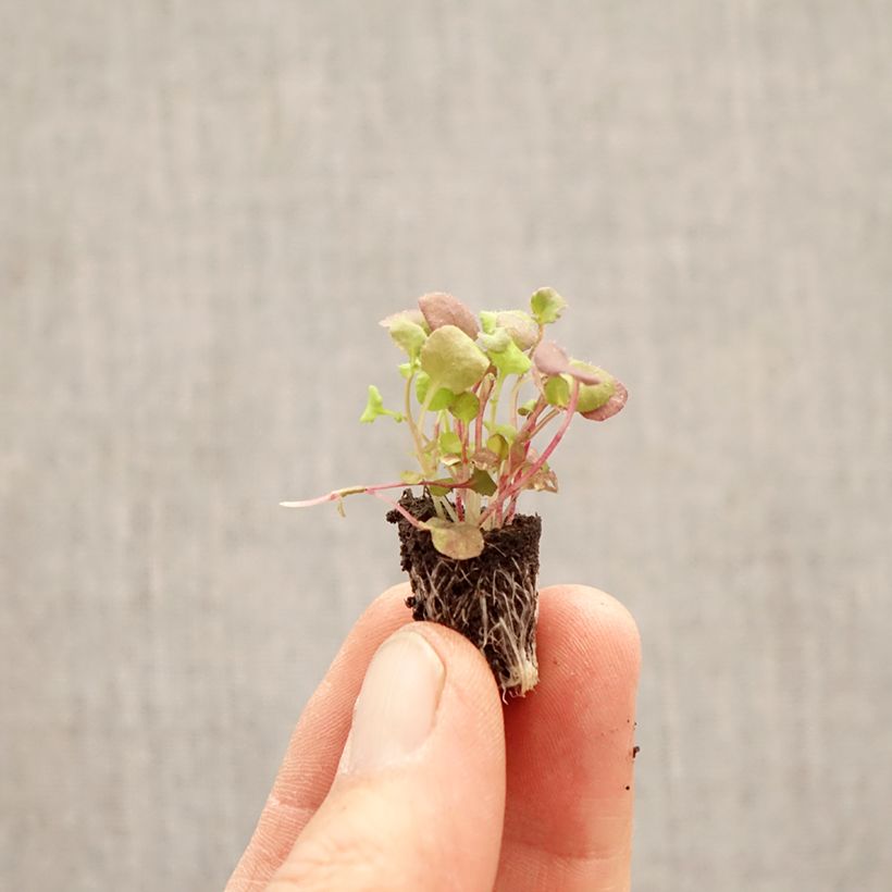 Exemplar von Lobelia erinus pendula Regatta Mix - Lobelie Mini-Plug Ø 1,5/2,5 cm wie im Frühjahr geliefert