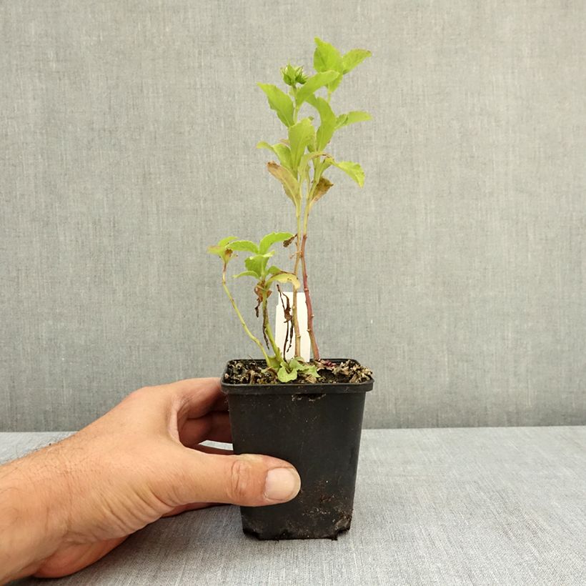 Exemplar von Lobelia sessilifolia Godet de 8/9 cm wie im Sommer geliefert