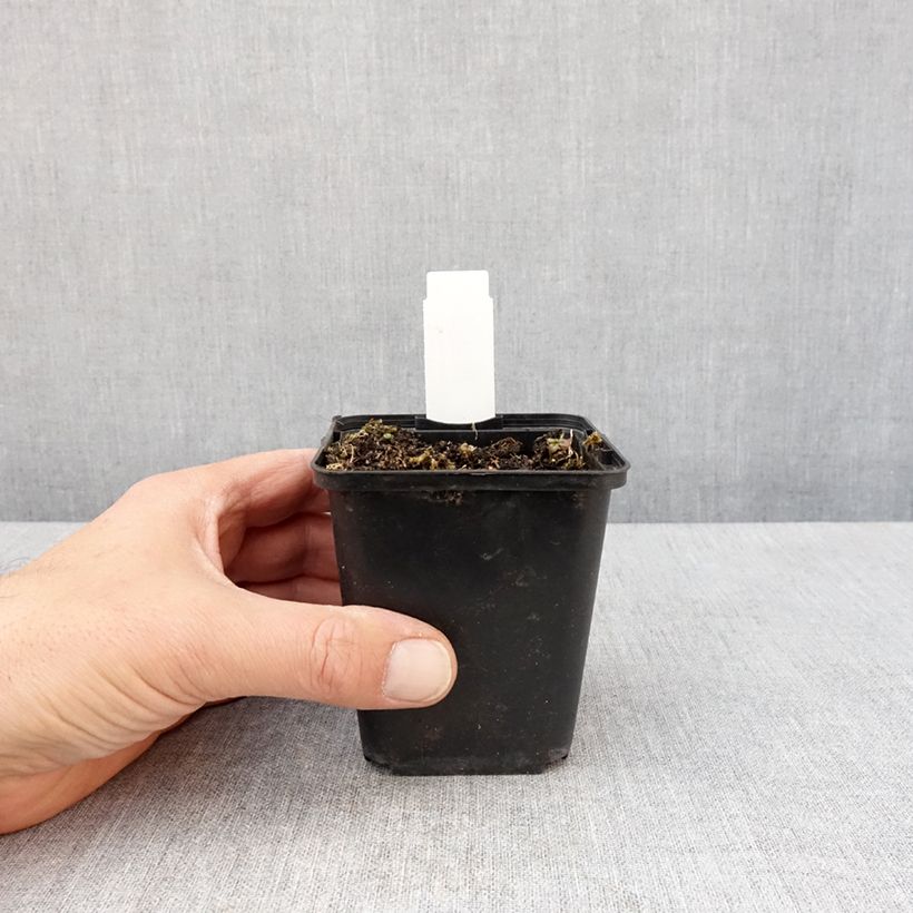 Exemplar von Lobelia sessilifolia - Lobelie Kleine Töpfe von 8/9 cm wie im Frühjahr geliefert