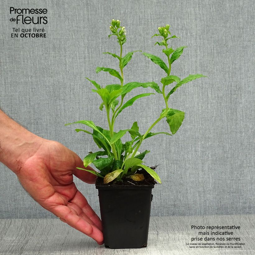 Exemplar von Stauden-Lobelie - Lobelia siphilitica Kleine Töpfe von 8/9 cm wie im Herbst geliefert