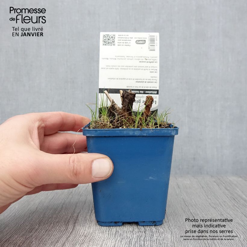 Exemplar von Stauden-Lobelie - Lobelia siphilitica Kleine Töpfe von 8/9 cm wie im Winter geliefert