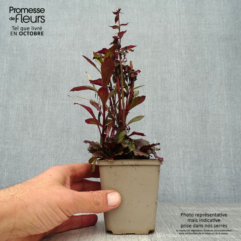 Example of Prachtlobelie Starship Scarlet - Lobelia speciosa Kleine Töpfe von 8/9 cm as you get in automne