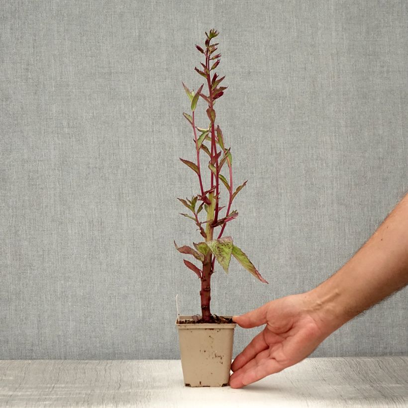 Exemplar von Prachtlobelie Tania - Lobelia speciosa Kleine Töpfe von 7/8 cm wie im Sommer geliefert