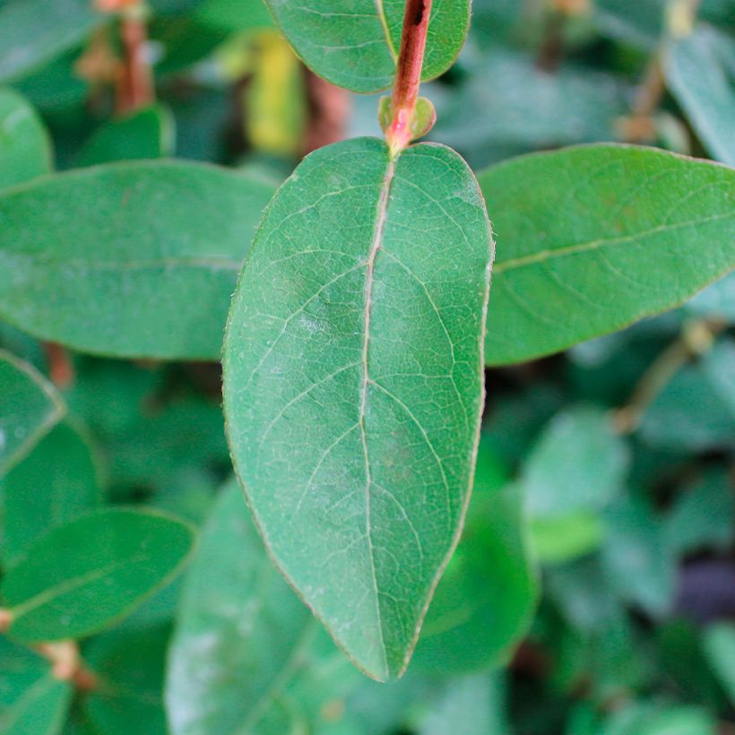 Heckenkirsche Boreal Beauty - Lonicera kamtschatica (Foliage)
