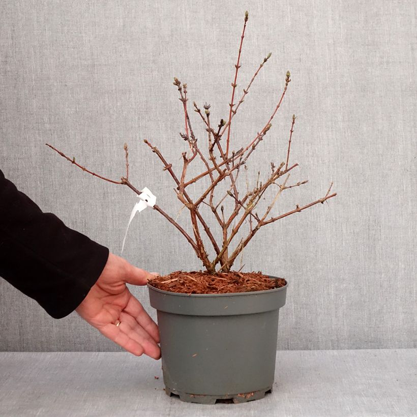 Example of Heckenkirsche Zojka - Lonicera kamtschatica Topf mit 3L/4L, Strauch/Busch, mehrstämmig as you get in hiver