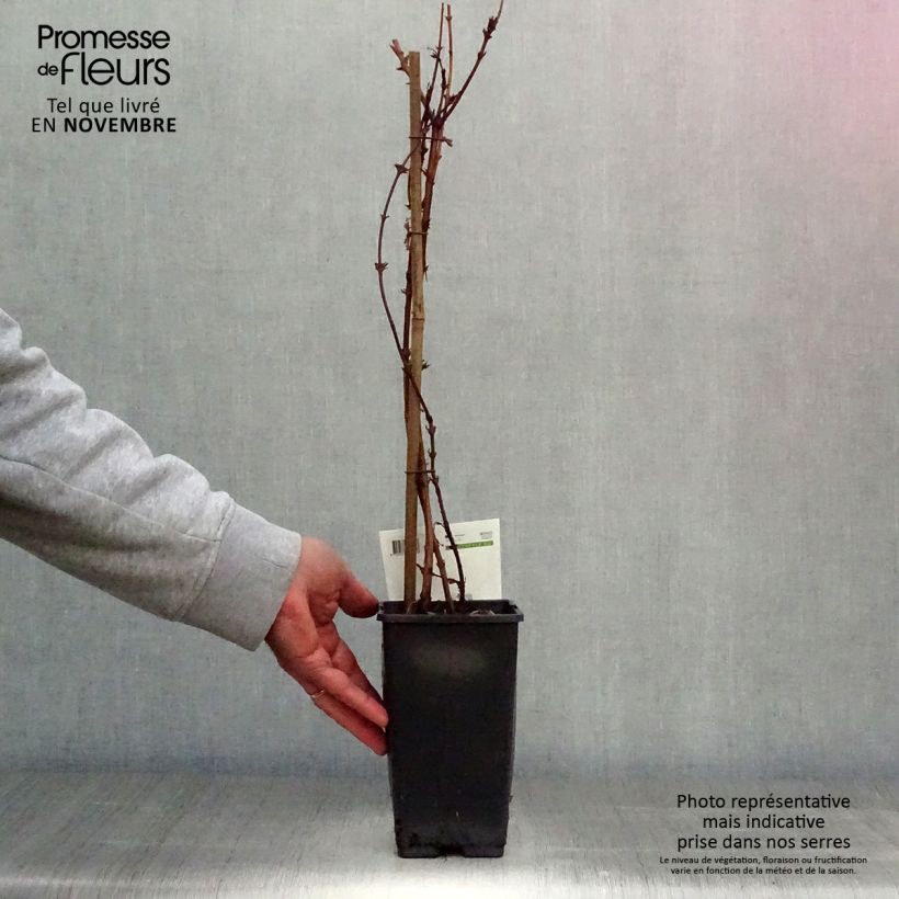 Example of Heckenkirsche - Lonicera kamtschatica Topf mit 1,5L/2L as you get in automne