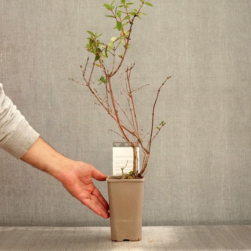 Example of Heckenkirsche Altaj - Lonicera kamtschatica Topf mit 1,5L/2L, Strauch as you get in automne