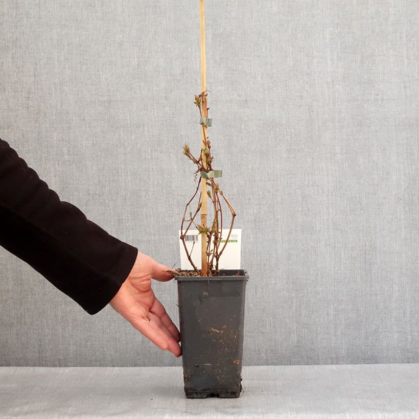 Exemplar von Heckenkirsche Altaj - Lonicera kamtschatica Topf mit 1,5L/2L, Strauch wie im Winter geliefert