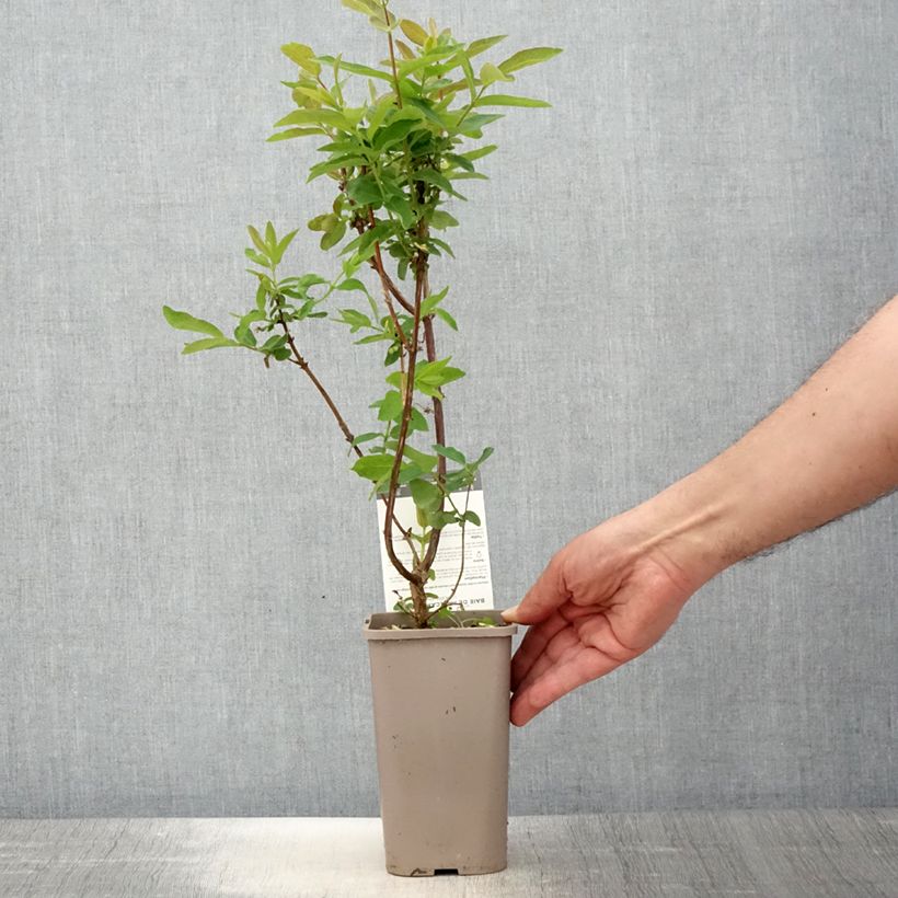 Exemplar von Heckenkirsche Altaj - Lonicera kamtschatica Topf mit 1,5L/2L, Strauch wie im Frühjahr geliefert