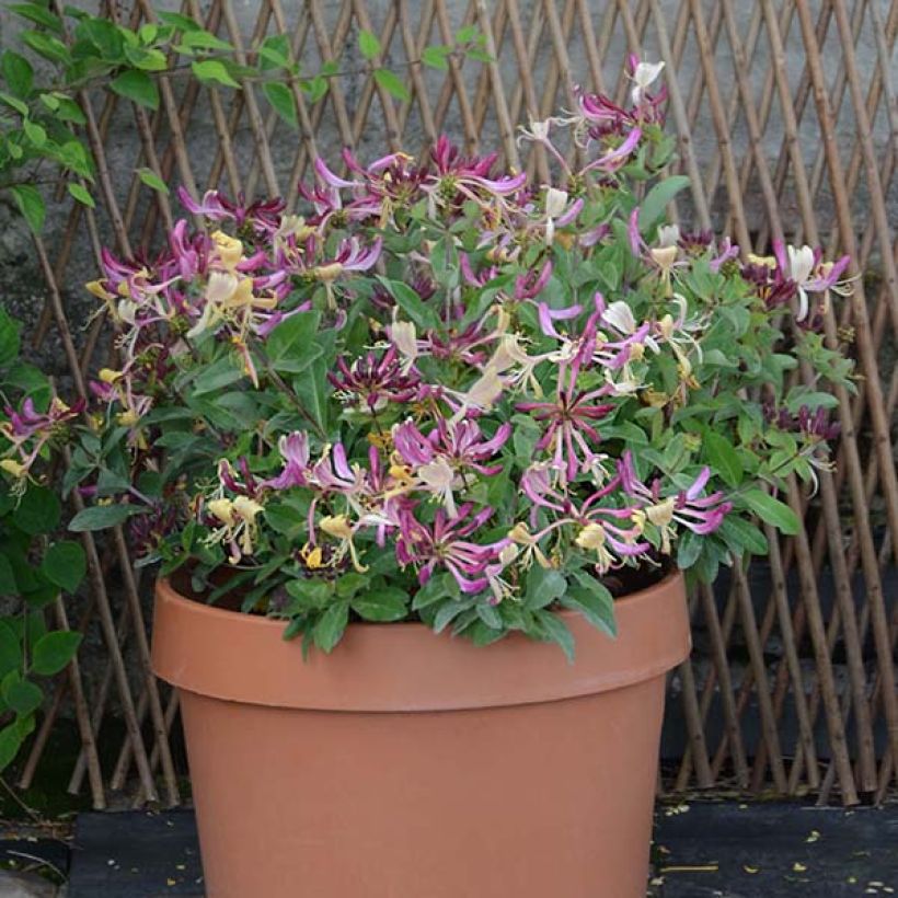 Lonicera periclymenum Chic et Choc - Wald-Geißschlinge (Flowering)