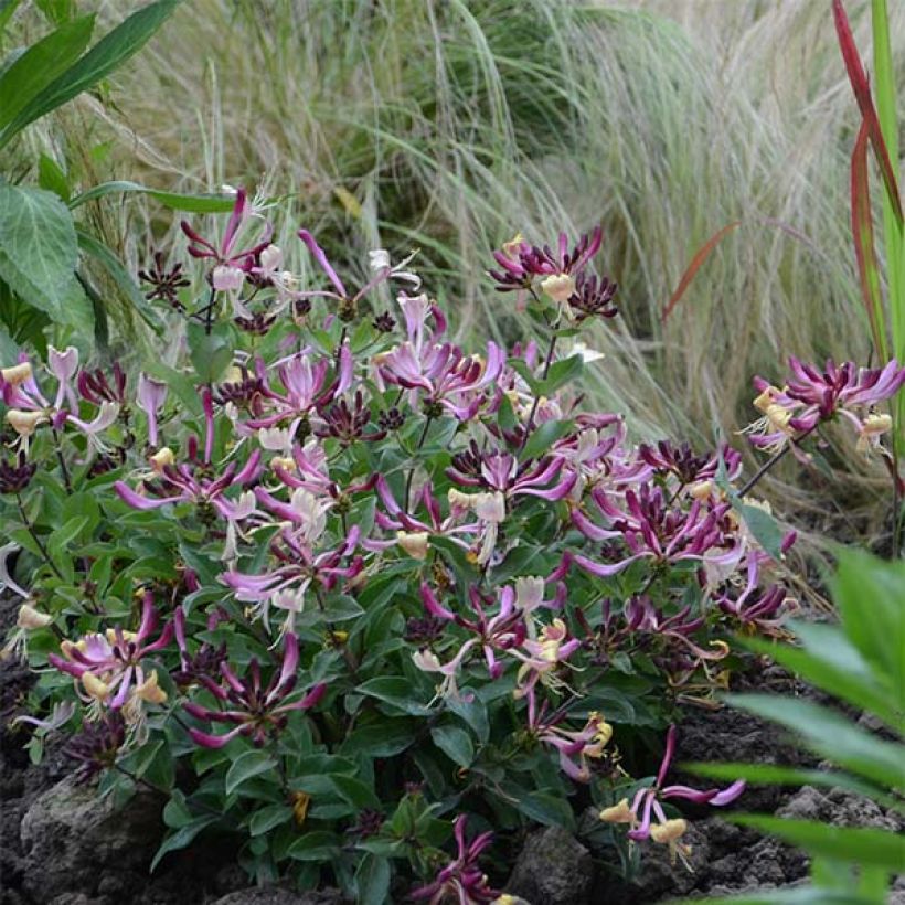 Lonicera periclymenum Chic et Choc - Wald-Geißschlinge (Plant habit)