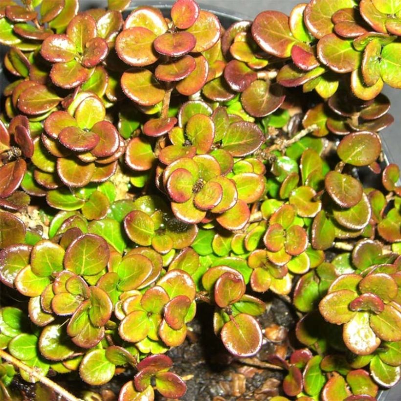 Lonicera crassifolia Little Honey - Kriechende Heckenkirsche (Foliage)