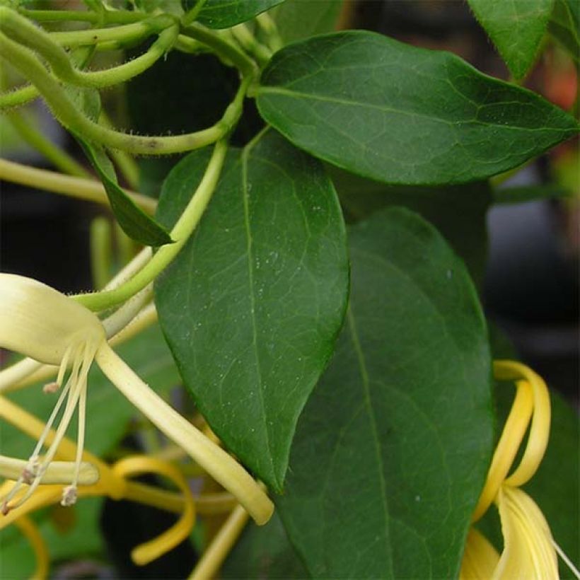 Lonicera similis var. delavayi - Schlingende Heckenkirsche (Foliage)