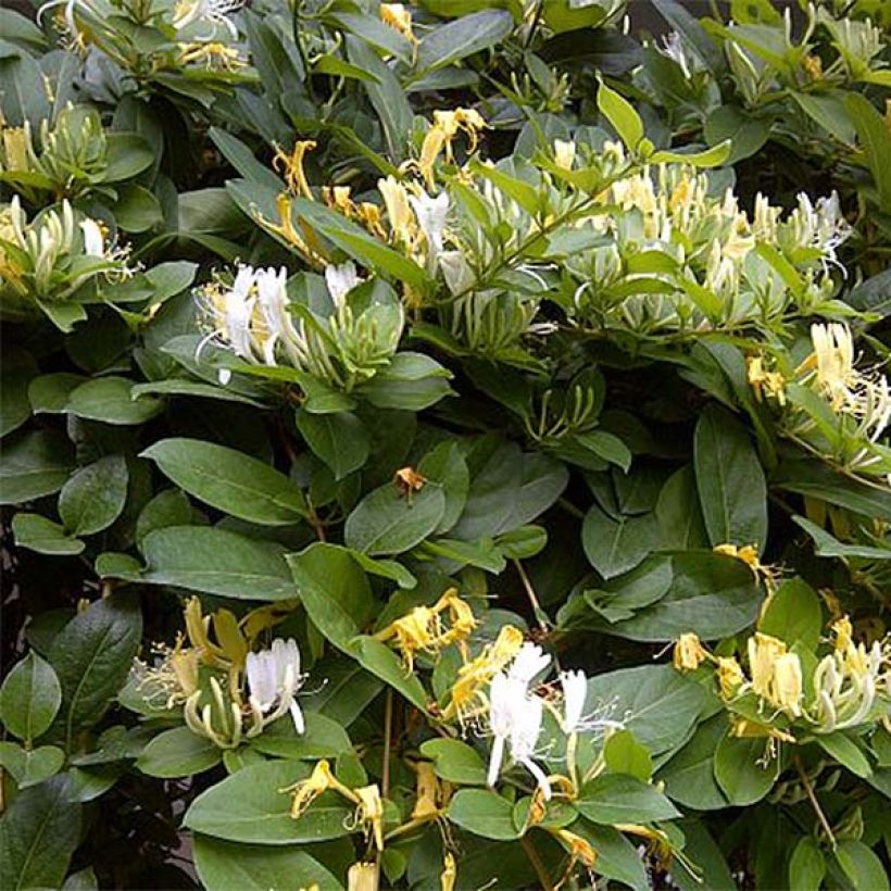 Lonicera similis var. delavayi - Schlingende Heckenkirsche (Flowering)