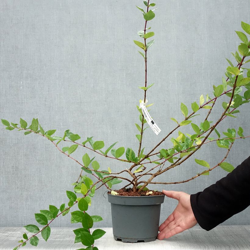 Example of Lonicera fragrantissima - Wohlriechende Heckenkirsche Topf mit 2L/3L as you get in automne