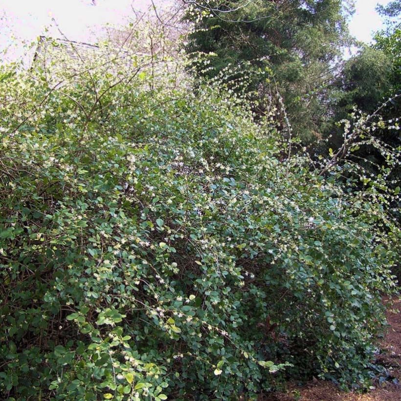 Lonicera fragrantissima - Wohlriechende Heckenkirsche (Plant habit)