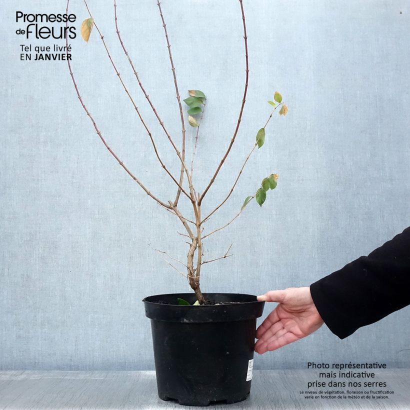 Example of Lonicera fragrantissima - Wohlriechende Heckenkirsche Topf mit 7,5L/10L as you get in hiver