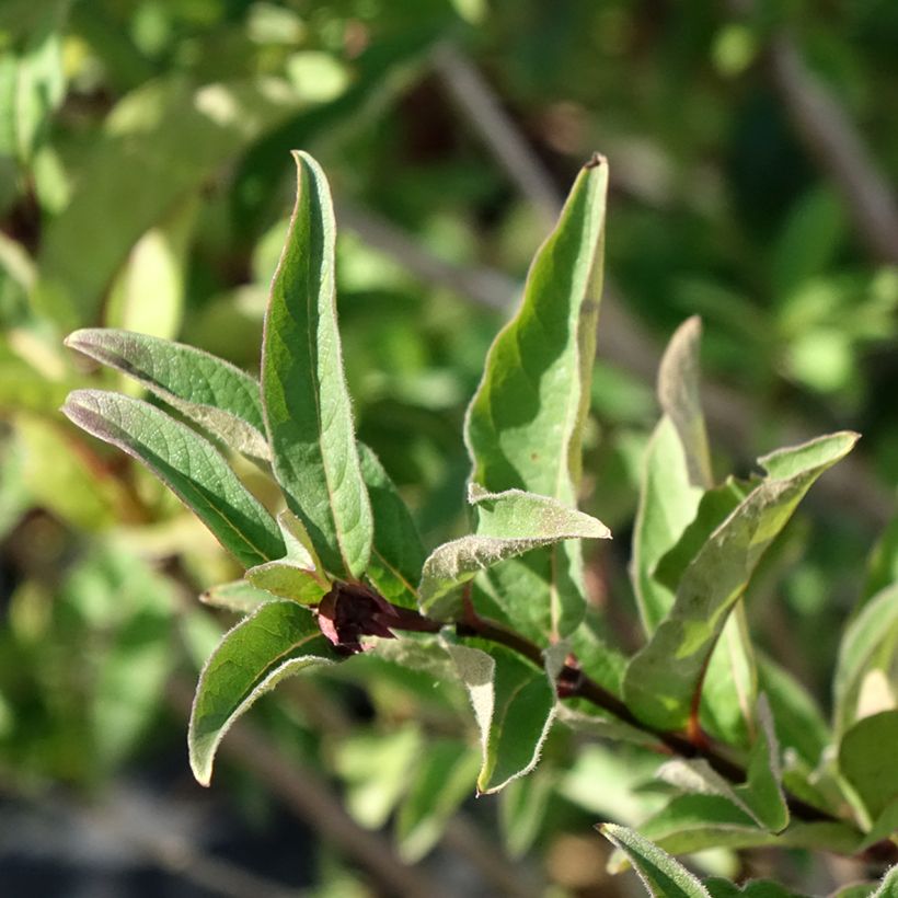 Lonicera involucrata var. ledebourii - Geißblatt (Foliage)