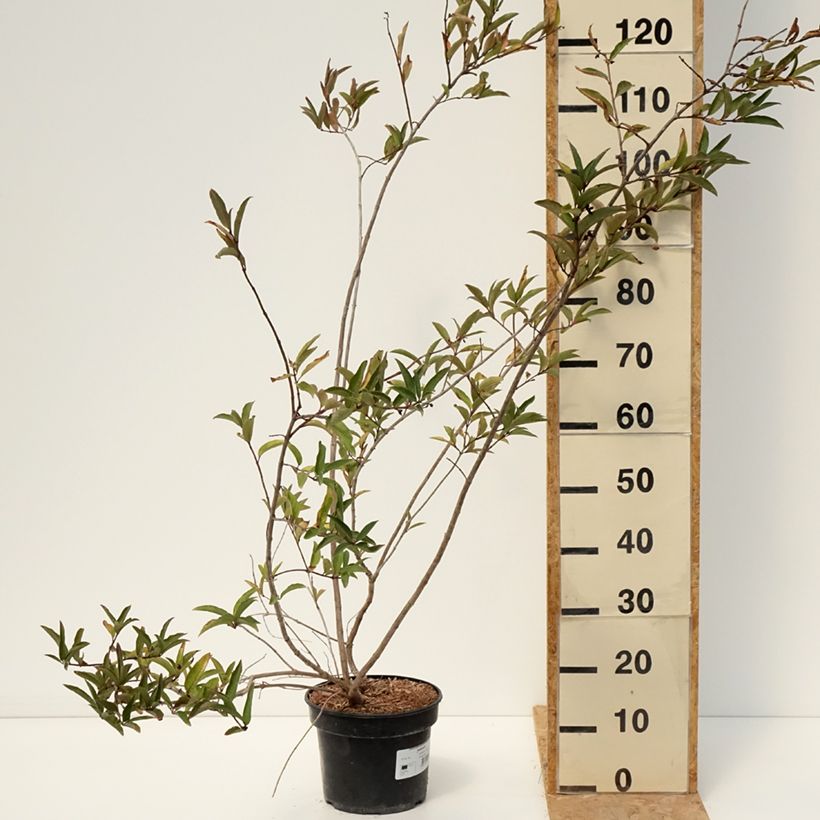 Example of Lonicera involucrata var. ledebourii - Geißblatt Topf mit 4L/5L as you get in ete