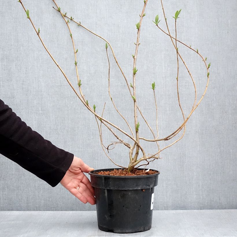 Exemplar von Lonicera involucrata var. ledebourii - Geißblatt Topf mit 4L/5L wie im Frühjahr geliefert