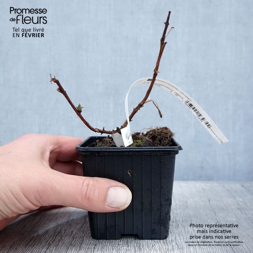 Exemplar von Heckenkirsche Blue Velvet - Lonicera kamtschatica Kleine Töpfe von 8/9 cm wie im Winter geliefert