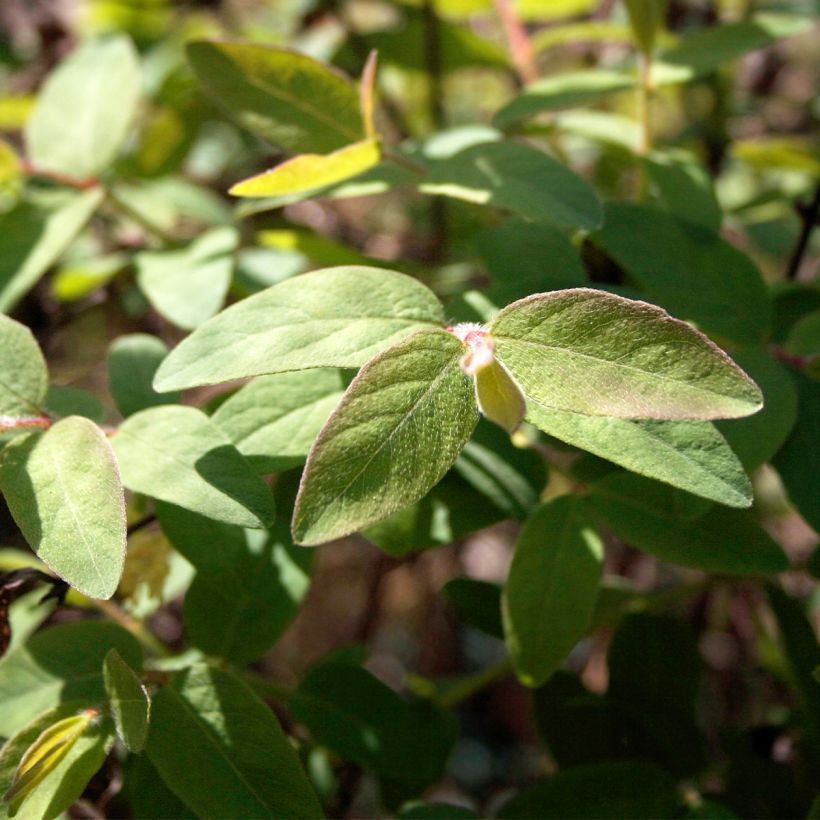 Heckenkirsche Blue Velvet - Lonicera kamtschatica (Foliage)