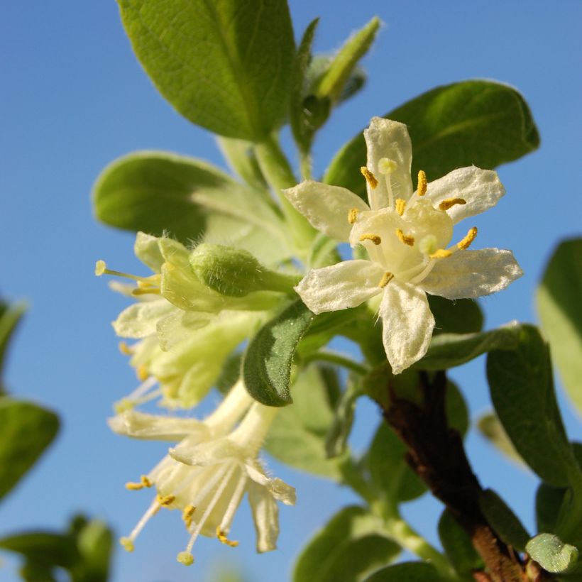 Heckenkirsche Blue Velvet - Lonicera kamtschatica (Flowering)
