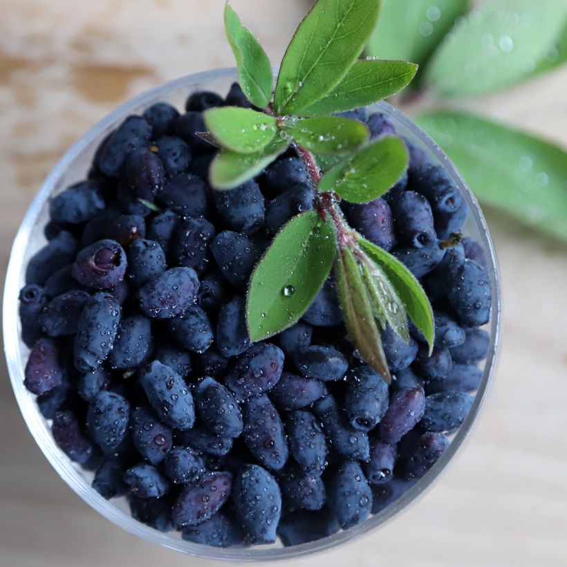 Heckenkirsche Blue Velvet - Lonicera kamtschatica (Harvest)