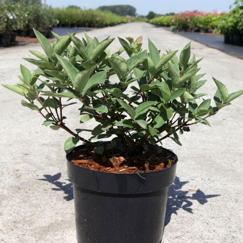 Heckenkirsche Blue Velvet - Lonicera kamtschatica (Plant habit)