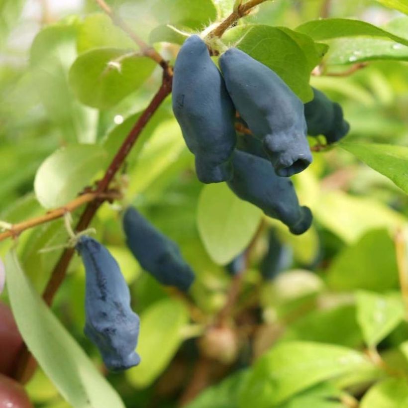 Heckenkirsche Eisbär 'Polar Bear' - Lonicera kamtschatica (Harvest)