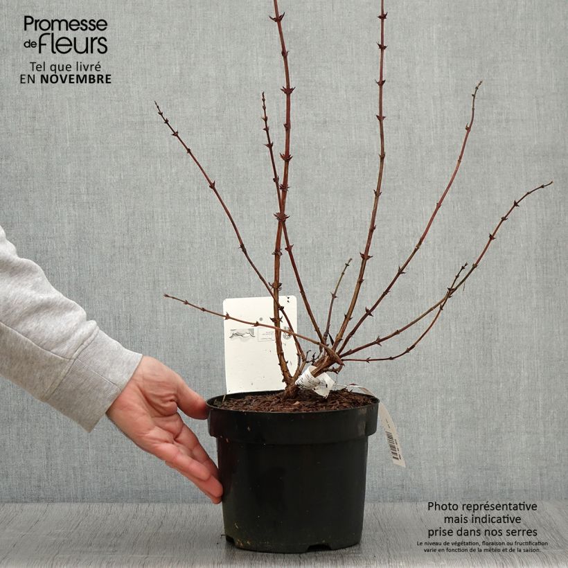 Example of Heckenkirsche Eisbär 'Polar Bear' - Lonicera kamtschatica Topf mit 1,5L/2L as you get in automne