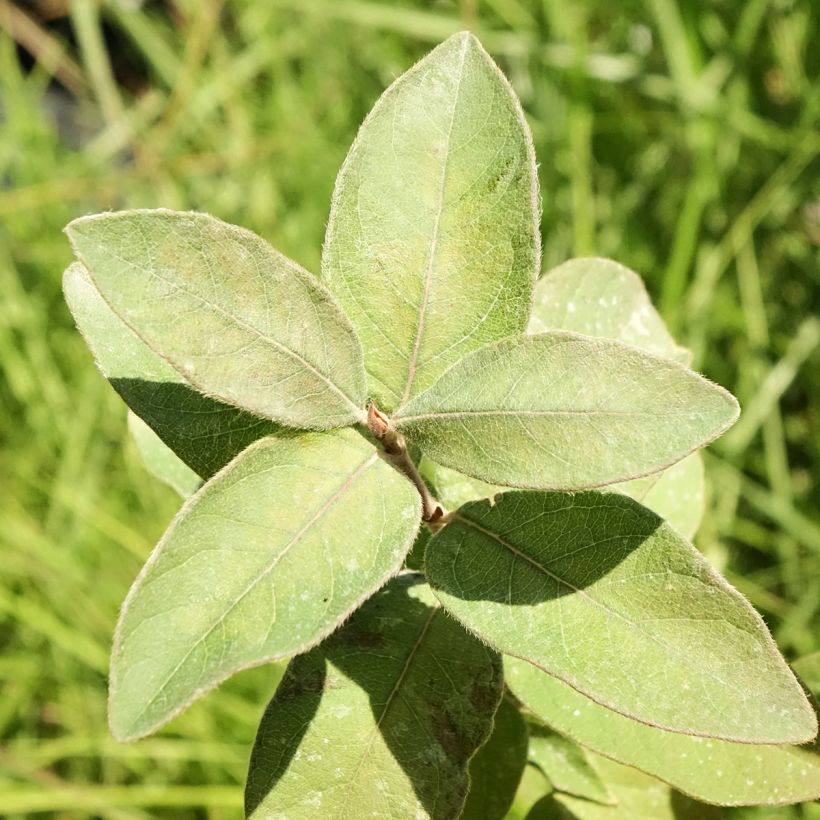 Heckenkirsche Kiev - Lonicera kamtschatica (Foliage)