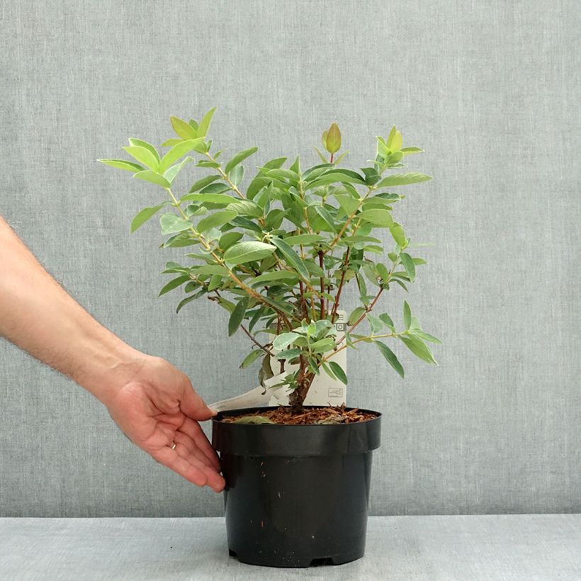 Exemplar von Heckenkirsche Sweet Myberry 'Borealis' - Lonicera kamtschatica Topf mit 3L/4L, Strauch wie im Sommer geliefert