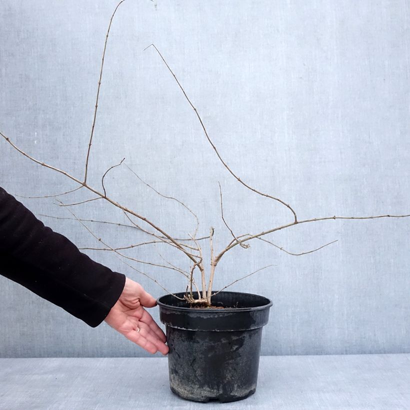 Example of Lonicera maackii - Schirm-Heckenkirsche Topf mit 4L/5L as you get in hiver
