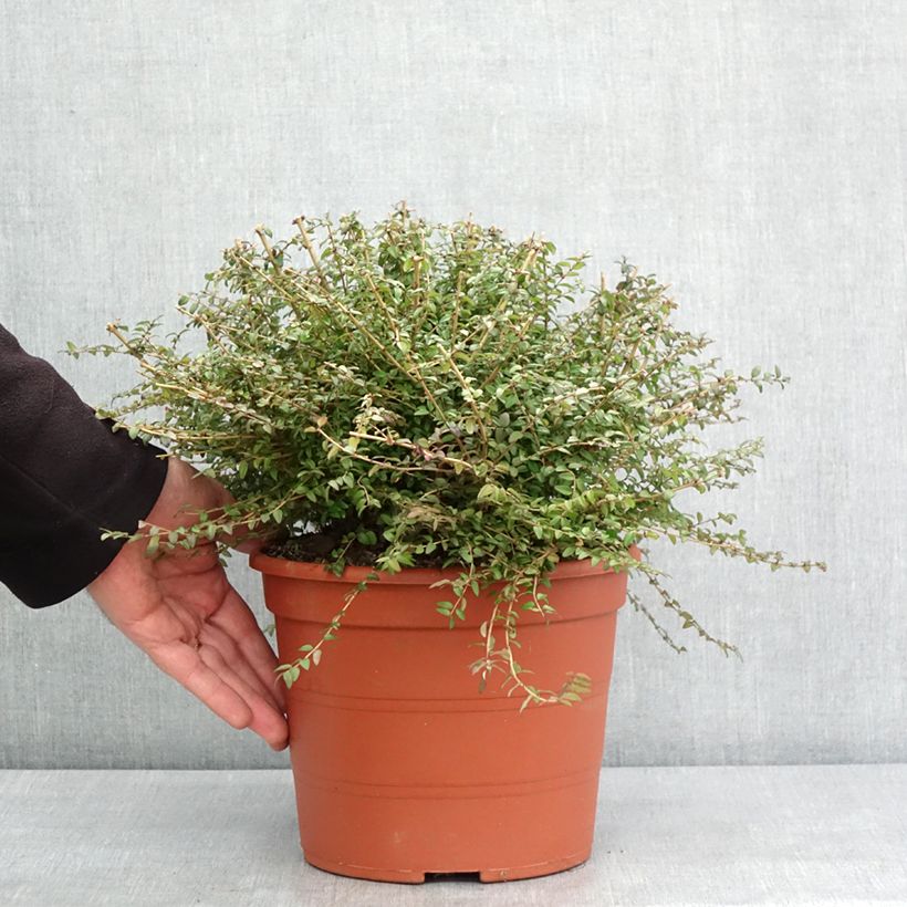 Example of Lonicera nitida - Heckenmyrte Topf mit 3L/4L as you get in hiver