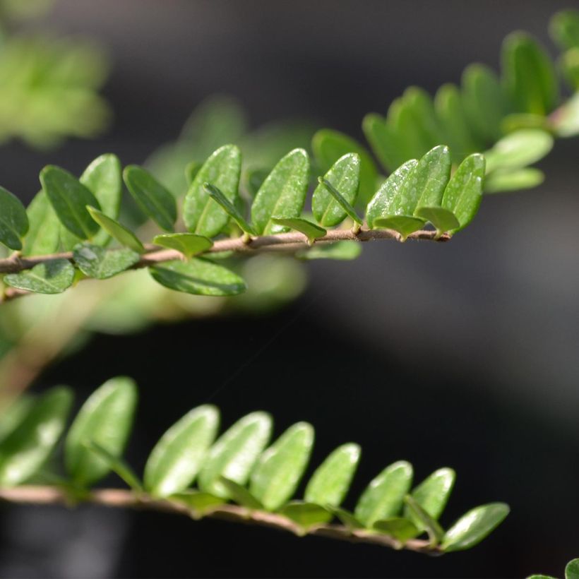 Lonicera nitida Elegant - Heckenmyrte (Foliage)