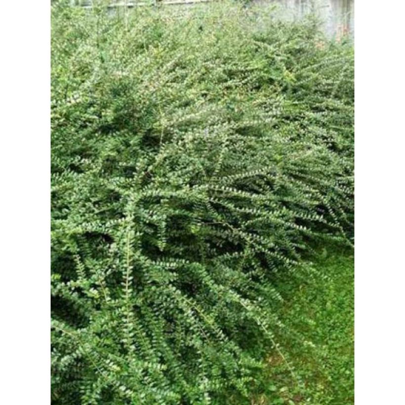 Lonicera nitida Ernest Wilson - Heckenmyrte (Foliage)